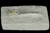 Crinoid (Paricthyocrinus) Fossil - Crawfordsville, Indiana #122973-2